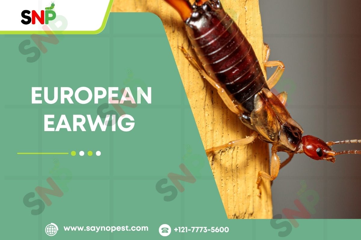 European Earwig: Understanding This Common Pest
