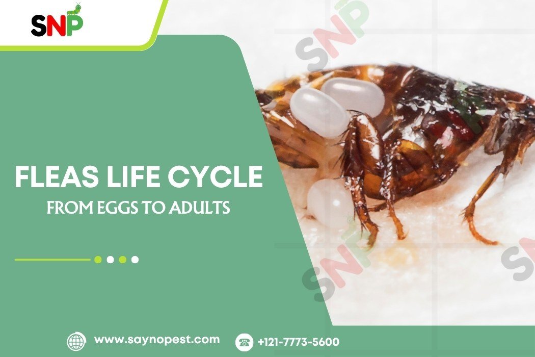 Flea Life Cycle: From Eggs to Adults