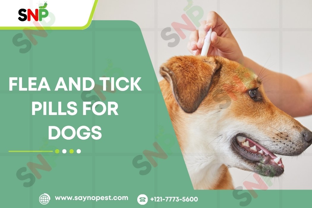 Flea and Tick Pills for Dogs: Complete Protection Guide