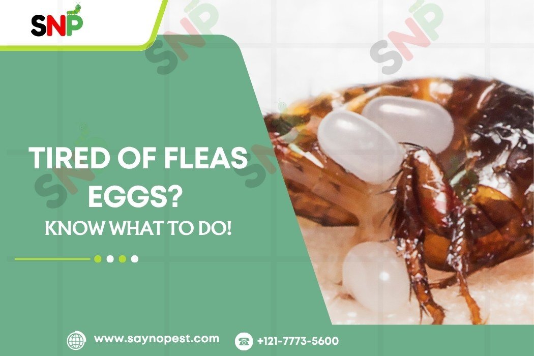 Tired of Flea Eggs? Know what to do!