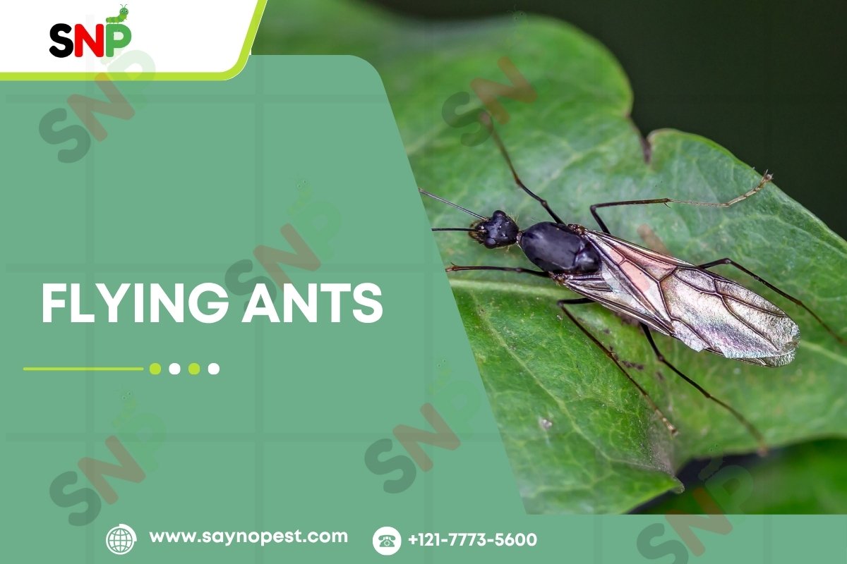 All About Flying Ants in the United States