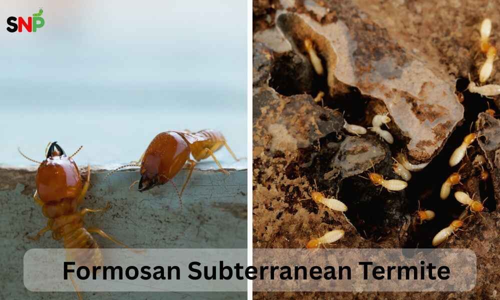 Formosan-Subterranean-Termite
