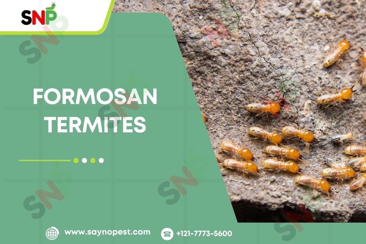 Formosan Termites: America’s Most Destructive Wood Invader