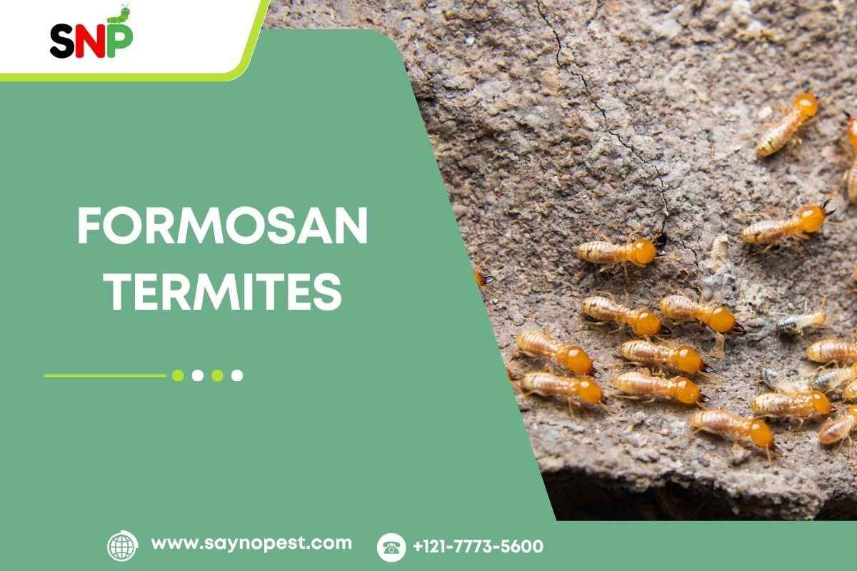 Formosan-termites