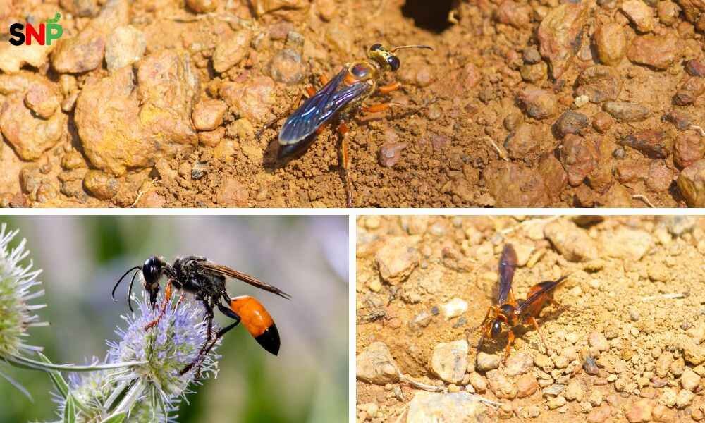 Great-Golden-Digger-Wasps