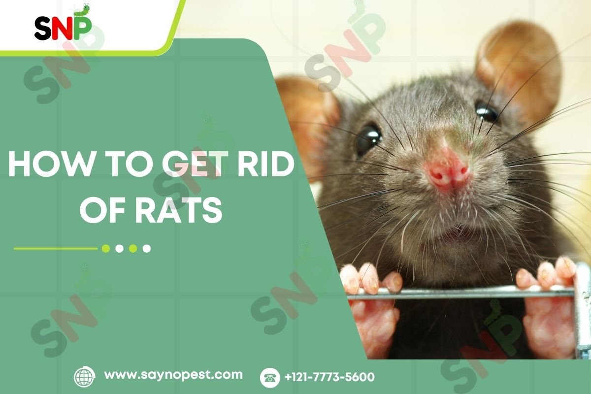 How to Get Rid of Rats: Effective Solutions