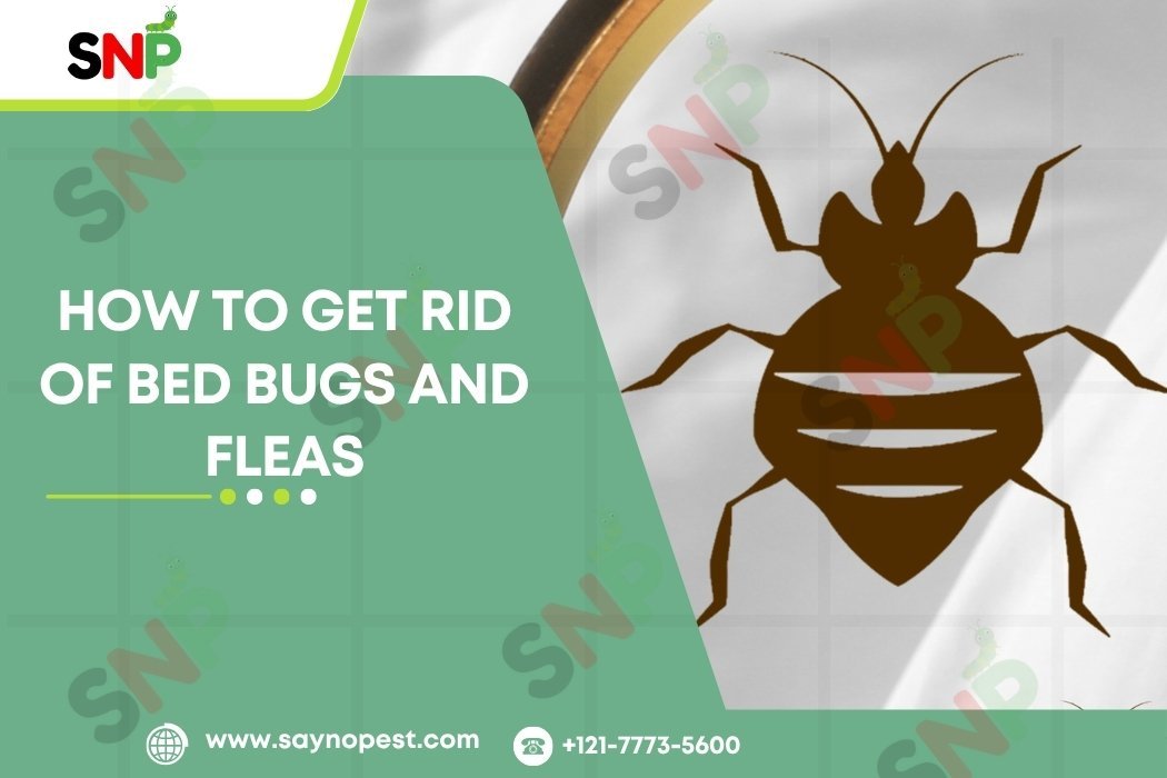 How-to-Get-Rid-of-Bed-Bugs-and-Fleas