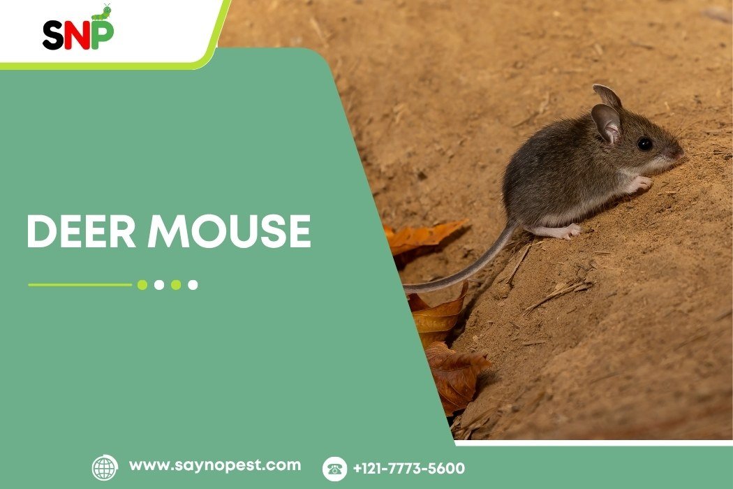 Deer Mouse Traps & Prevention Tips