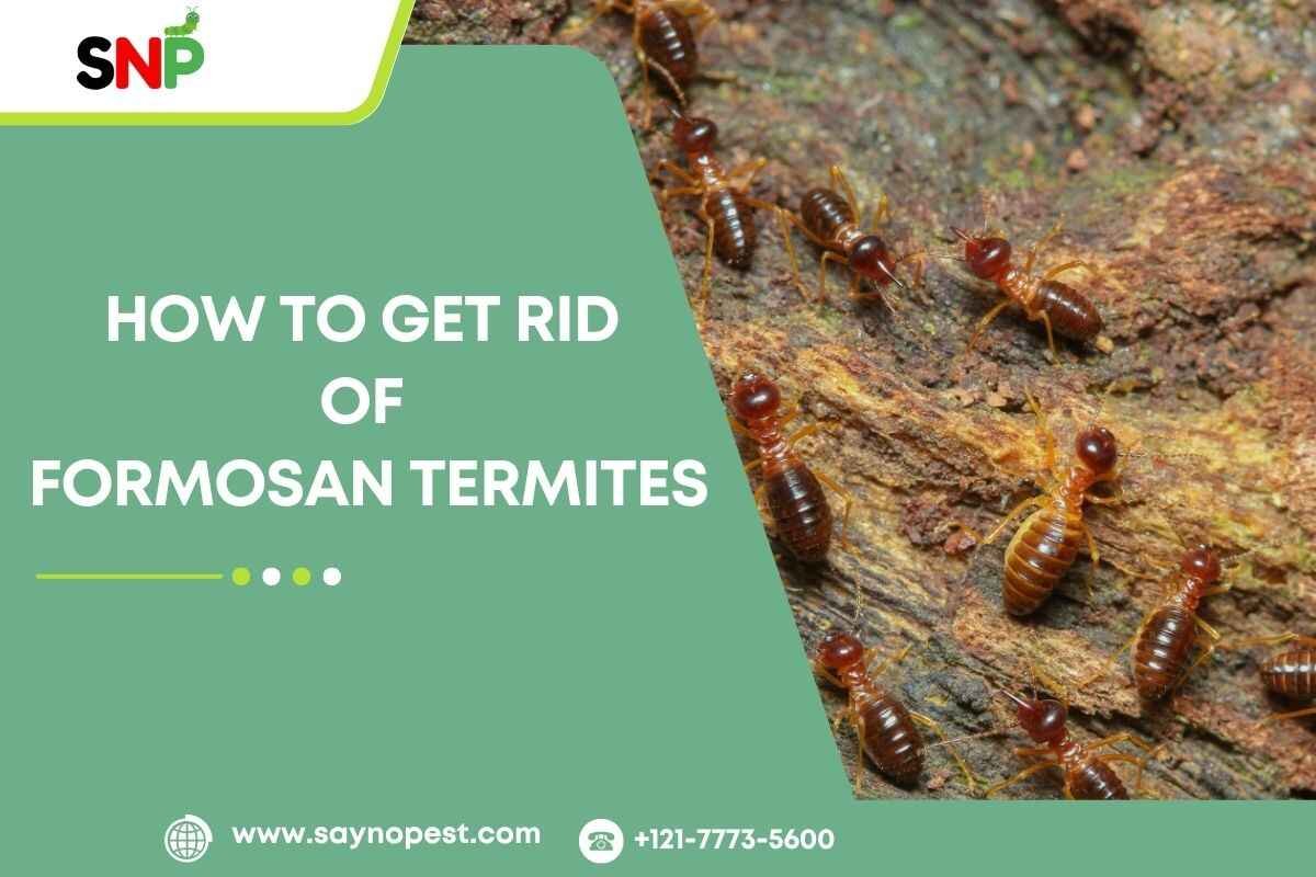 How to Get Rid of Formosan Termites: A Complete Guide