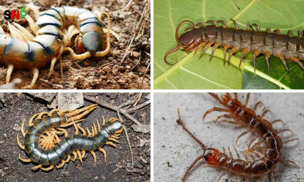 How-to-Get-Rid-of-House-Centipedes