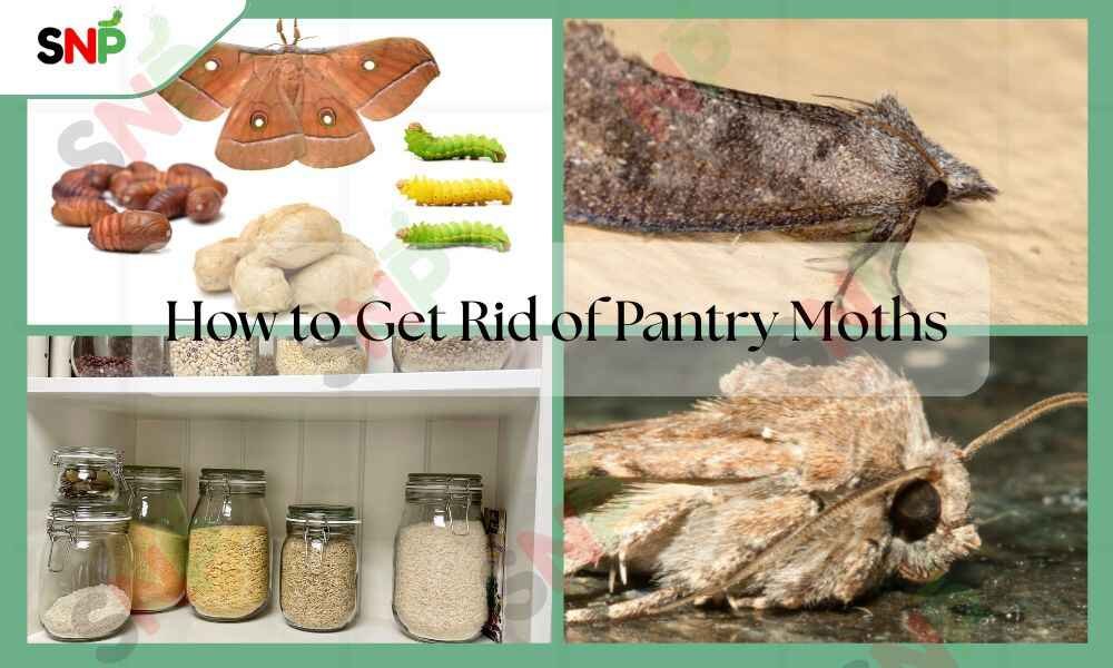 How-to-Get-Rid-of-Pantry-Moths