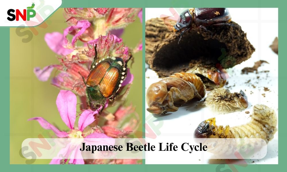 Japanese-Beetle-Life-Cycle