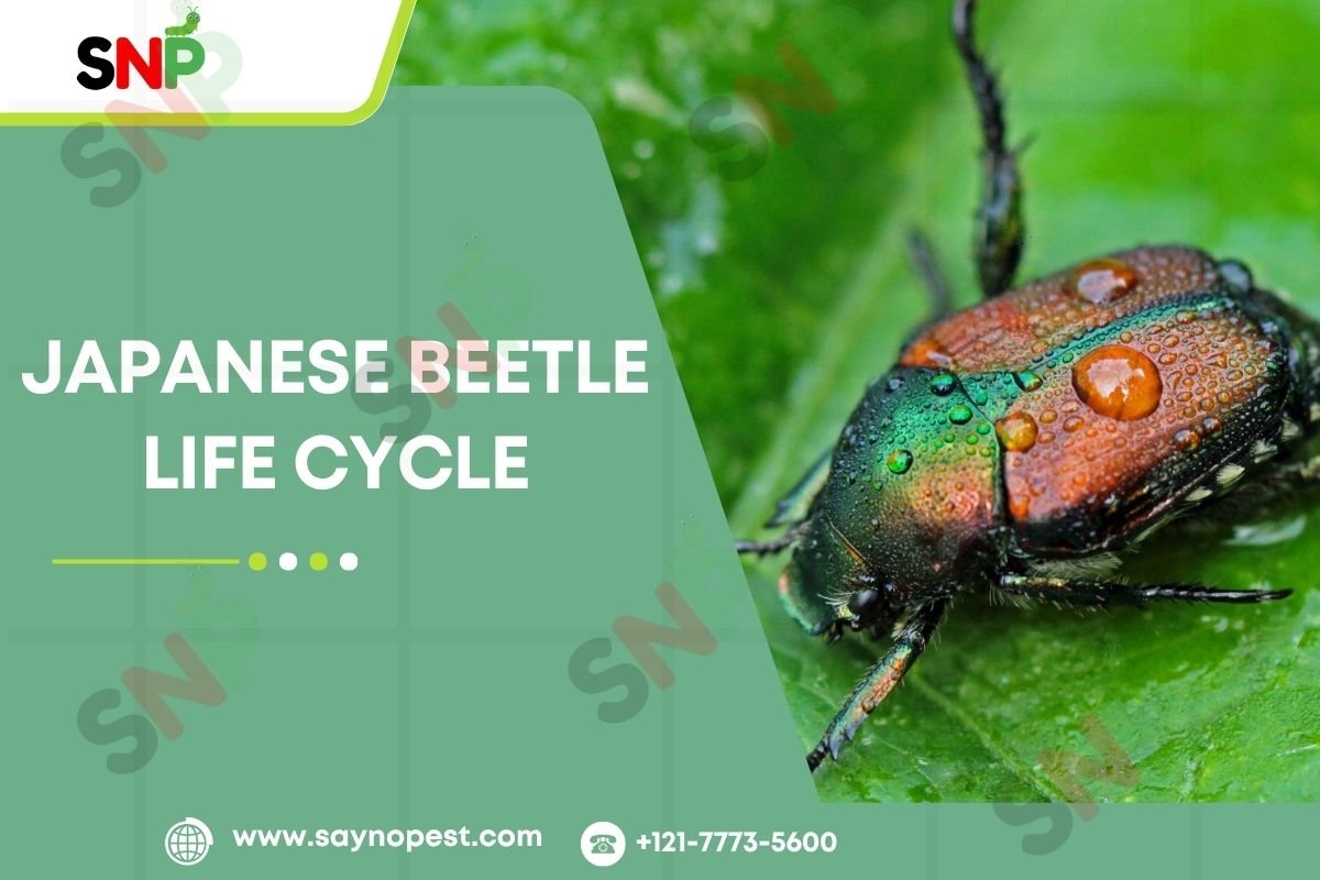 Japanese-beetle-life-cycle
