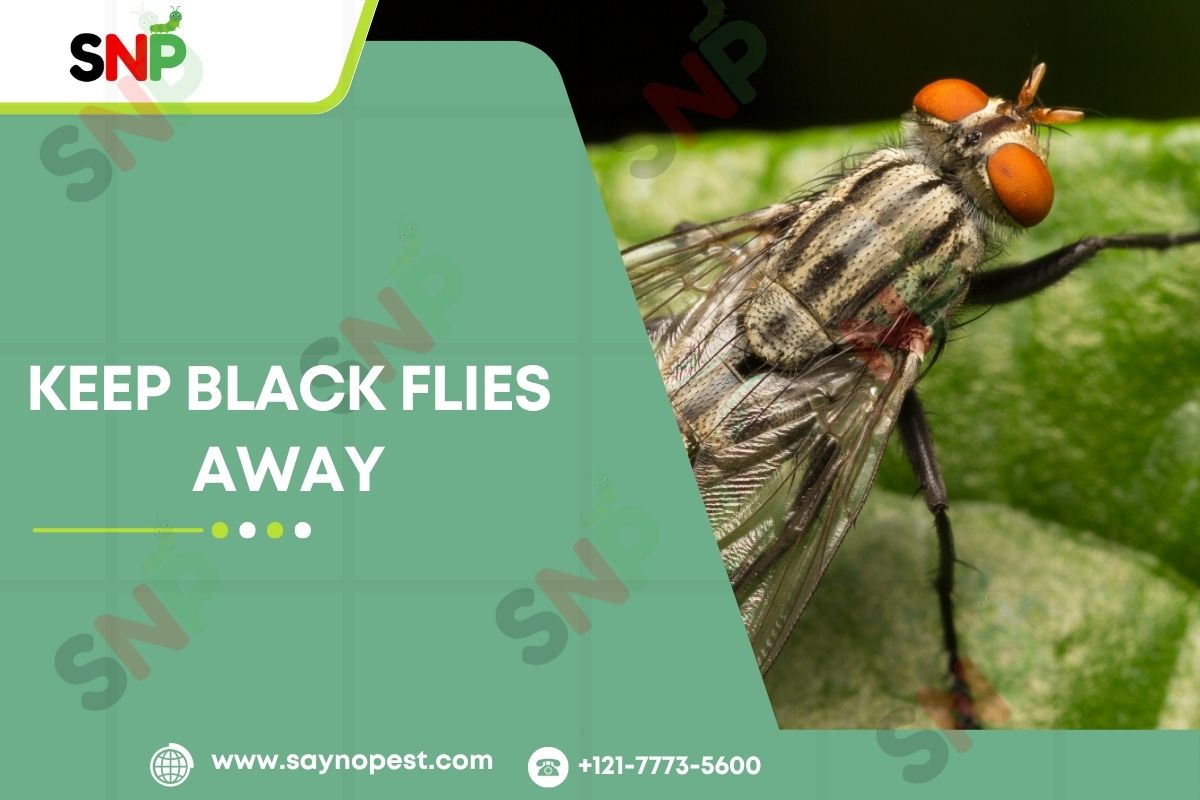 Keep Black Flies Away