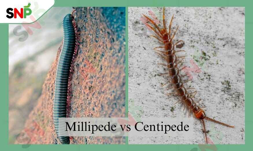 Millipede-vs-Centipede