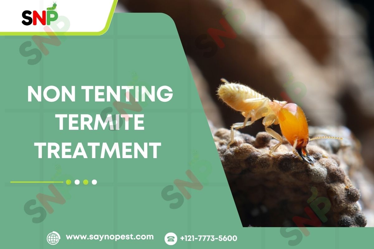 Non Tenting Termite Treatment: A Modern Solutions