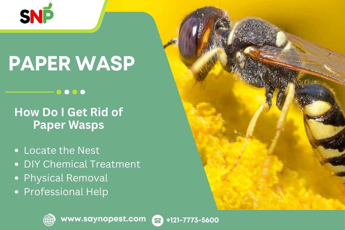 Paper Wasp: Everything You Need to Know