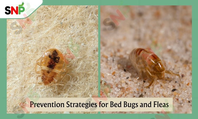 Prevention-Strategies-for-bed-bugs-and-fleas