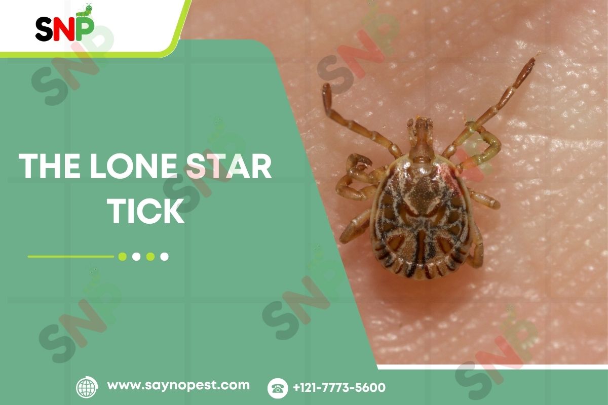 The Lone Star Tick