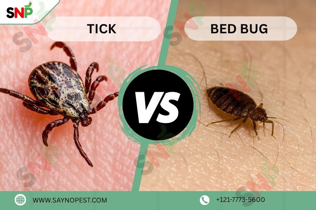 Tick vs Bed Bug: Know All About Them