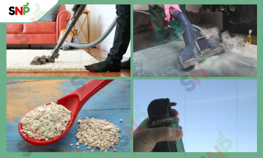 Ways-to-Get-Rid-of-Flea-Eggs