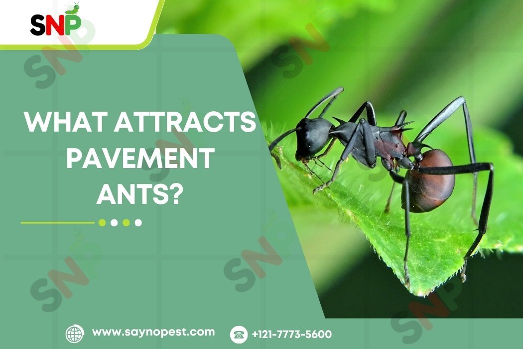 What-Attracts-Pavement-Ants