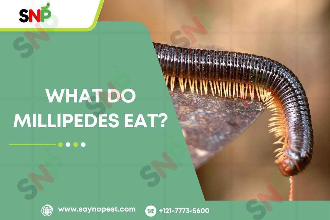 What Do Millipedes Eat