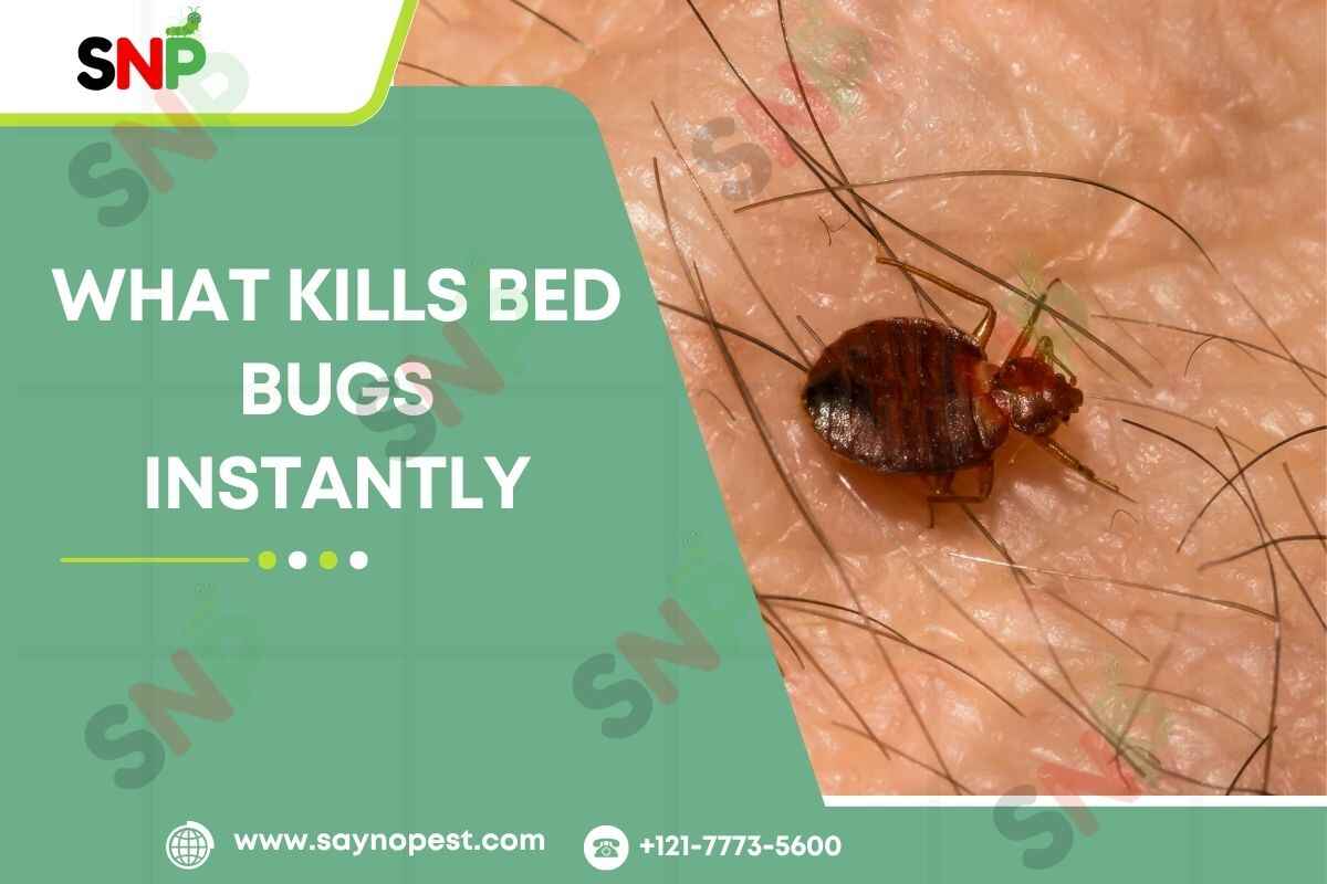 What Kills Bed Bugs Instantly