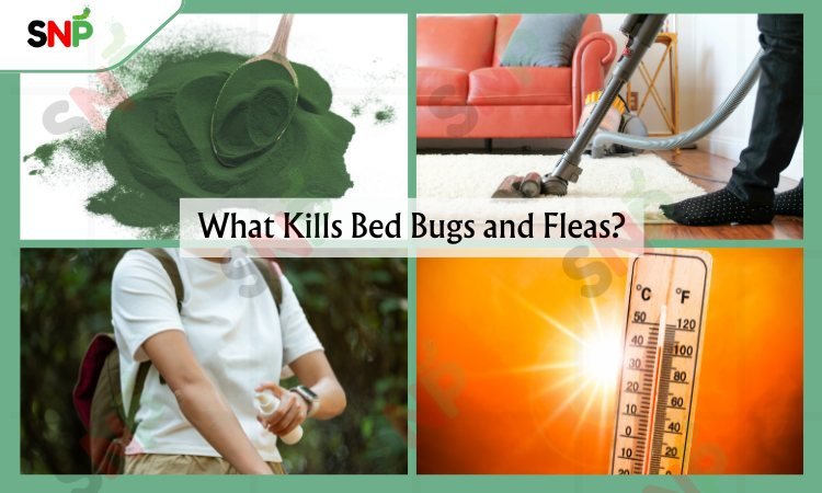 What-Kills-Bed-Bugs-and-Fleas