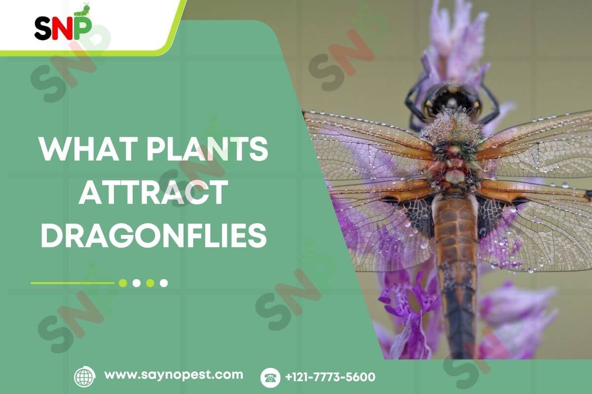 What-Plants-Attract-Dragonflies