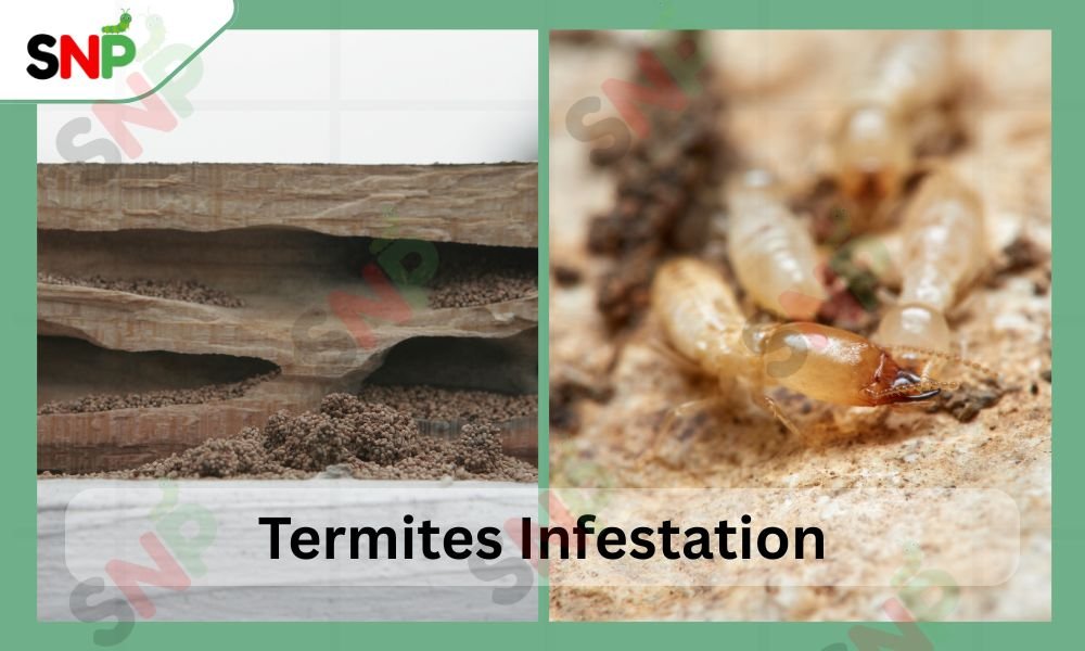 When Termites Are Most Active