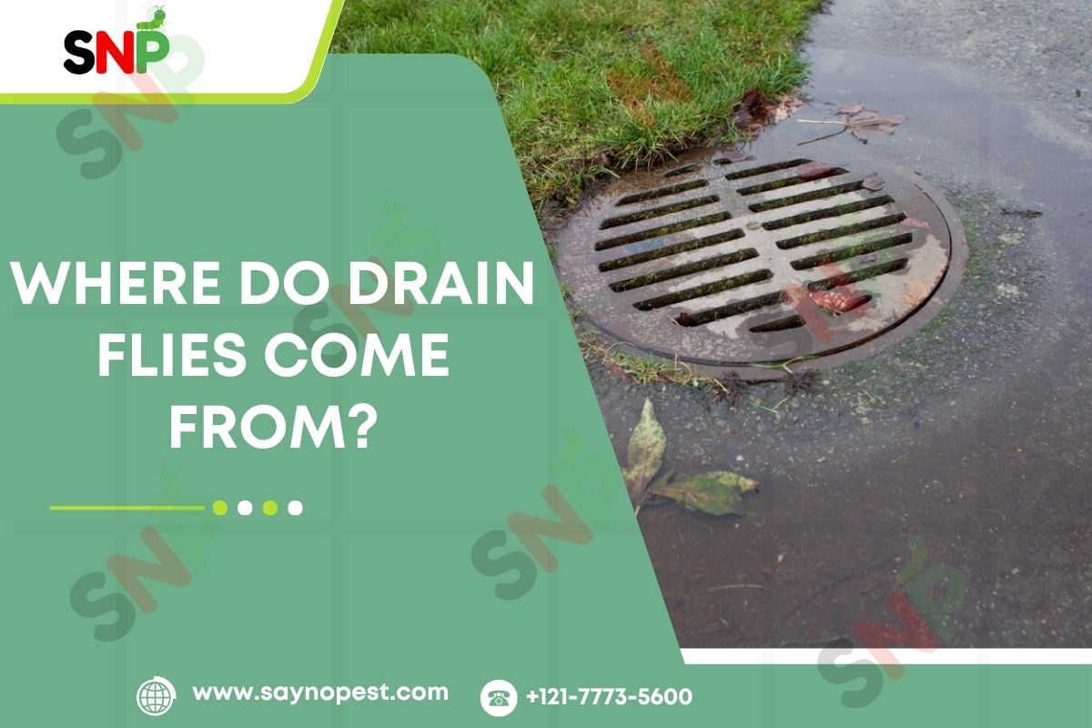 Where Do Drain Flies Come From