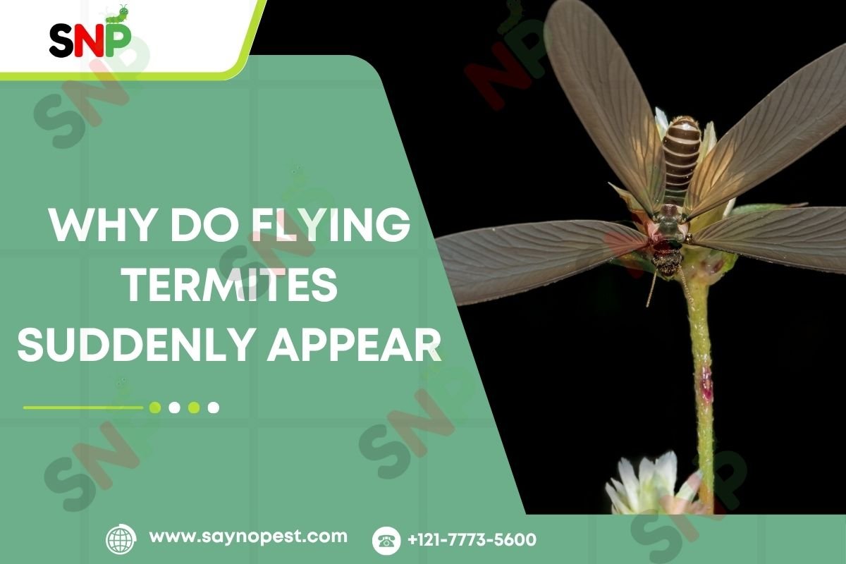 Why Do Flying Termites Suddenly Appear?