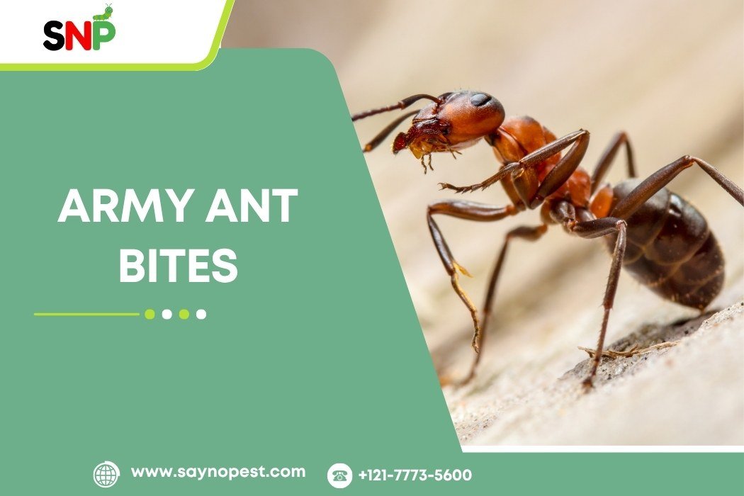 Army Ant Bites Are No Joke: Here’s How to Treat Them