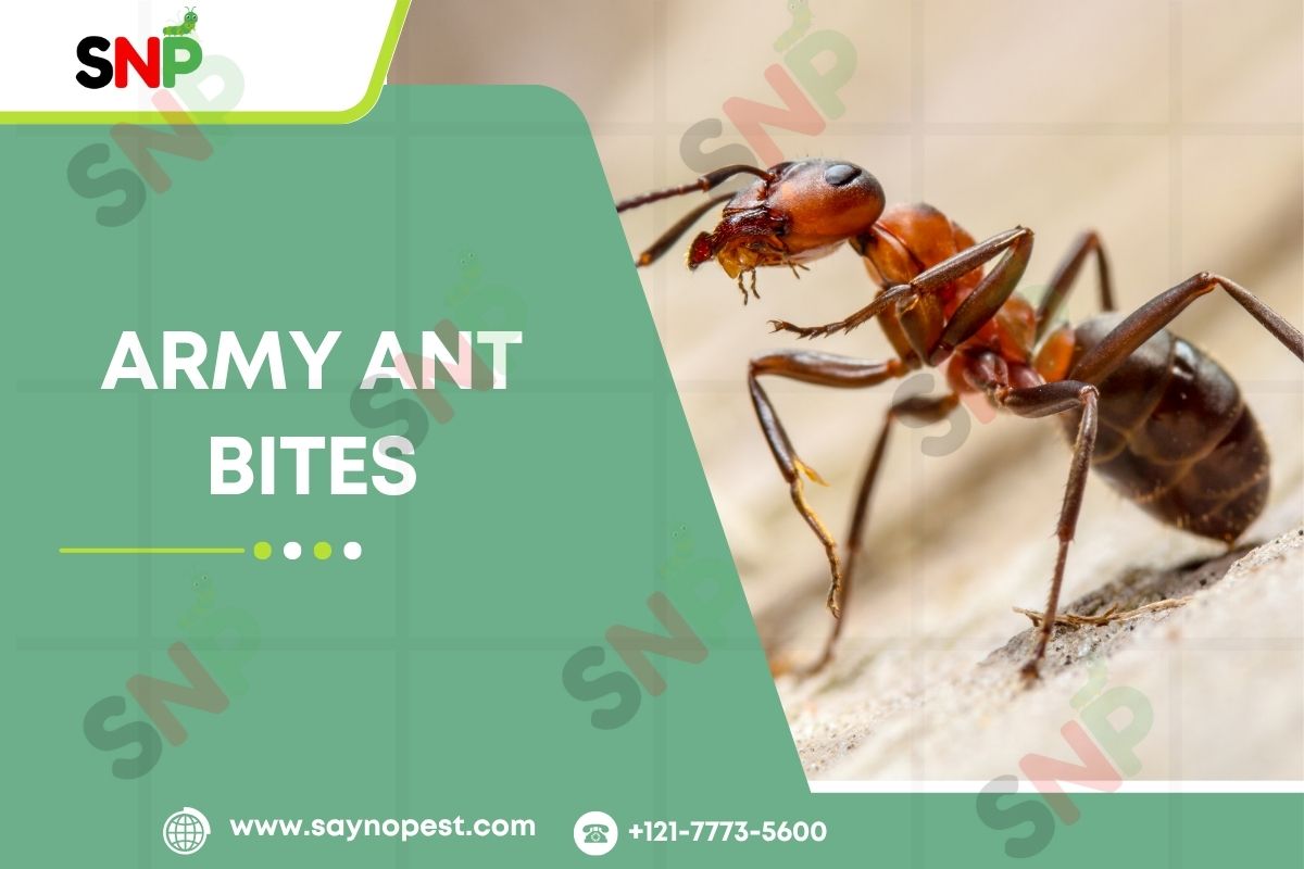 Army Ant Bites Are No Joke: Here’s How to Treat Them