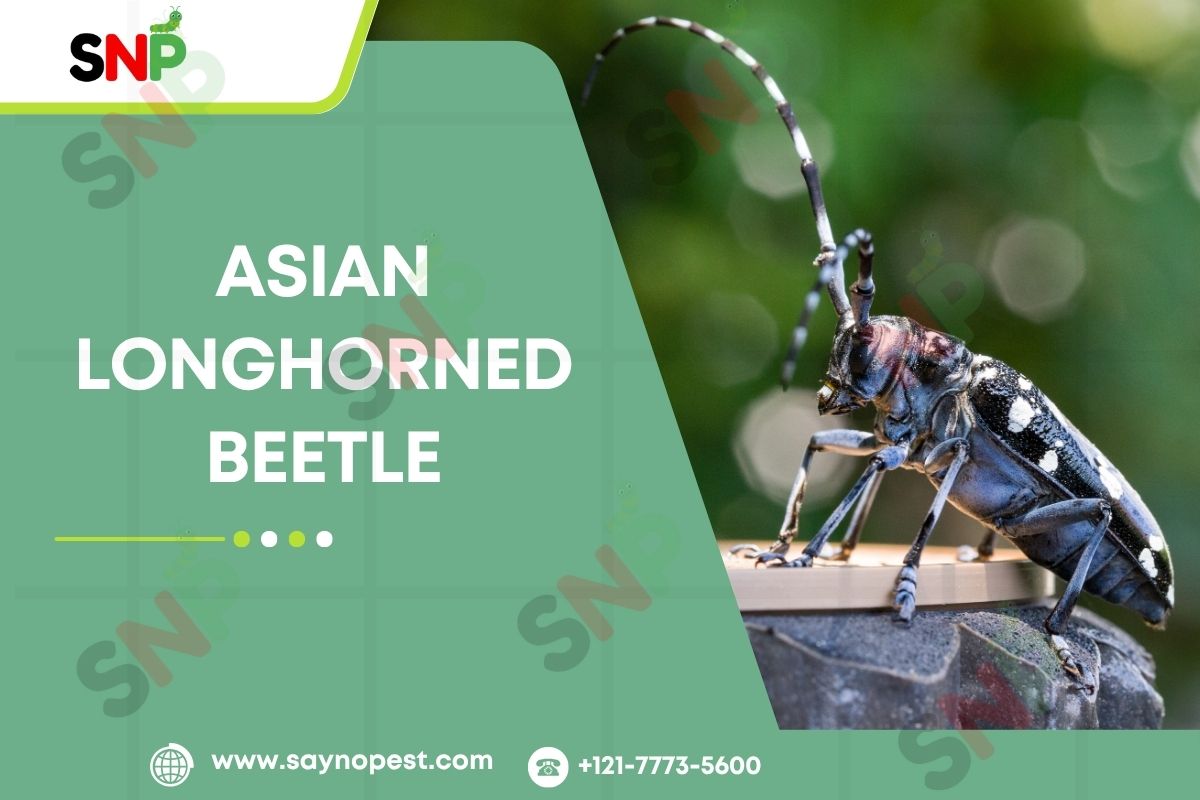 Asian Longhorned Beetle: A Threat to American Trees