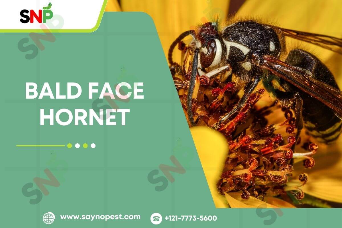 Bald Face Hornet: Identification, Nest, Sting