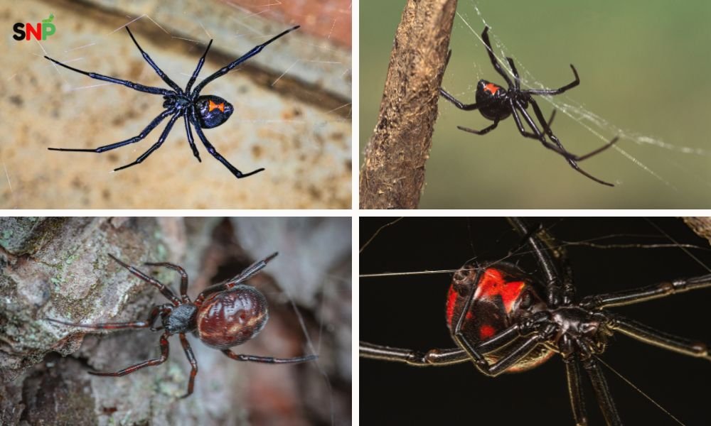 black-widow-spider
