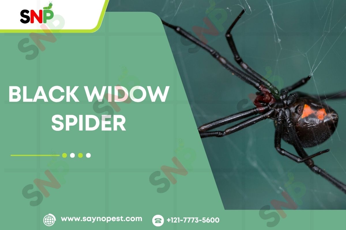 Black Widow Spider: Identification, Bite Symptoms, Webs