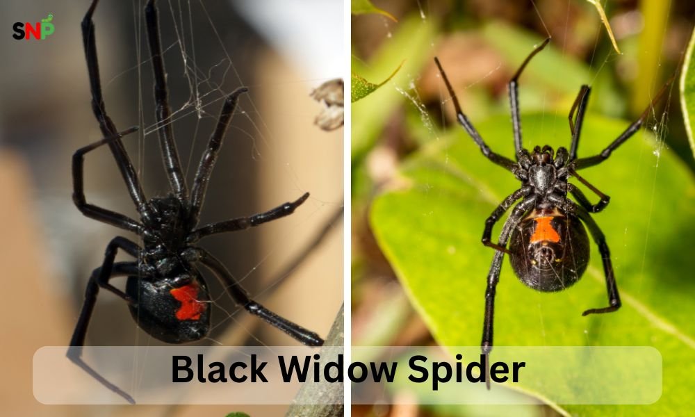 black-widow-spider-pictures