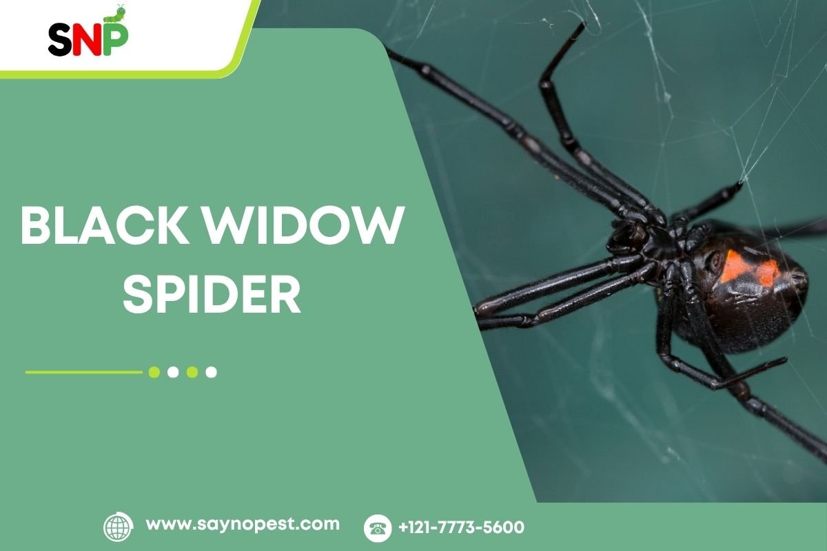 Black Widow Spider: Identification, Bite Symptoms, Webs