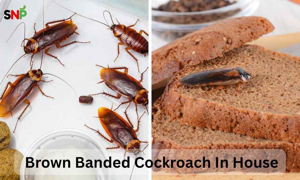brown-banded-cockroach-in-house