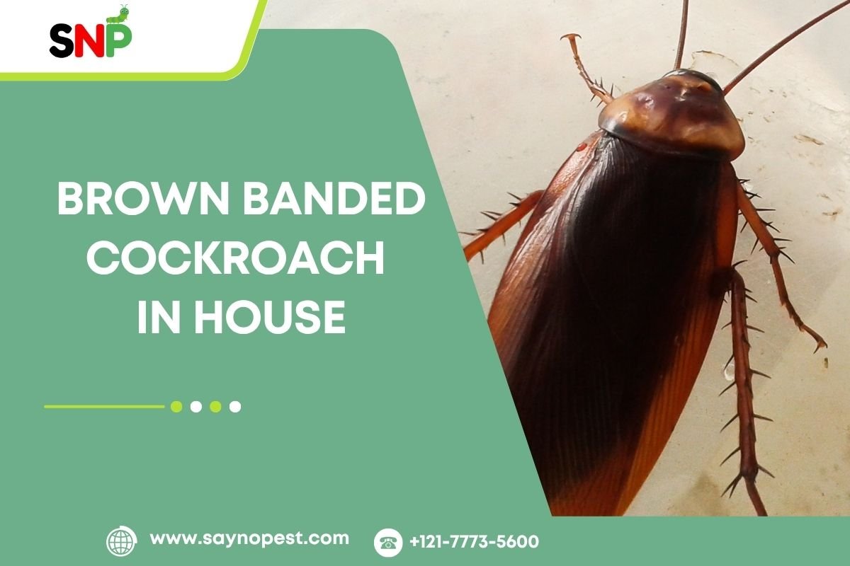 Brown Banded Cockroach in House: Identification, Habits