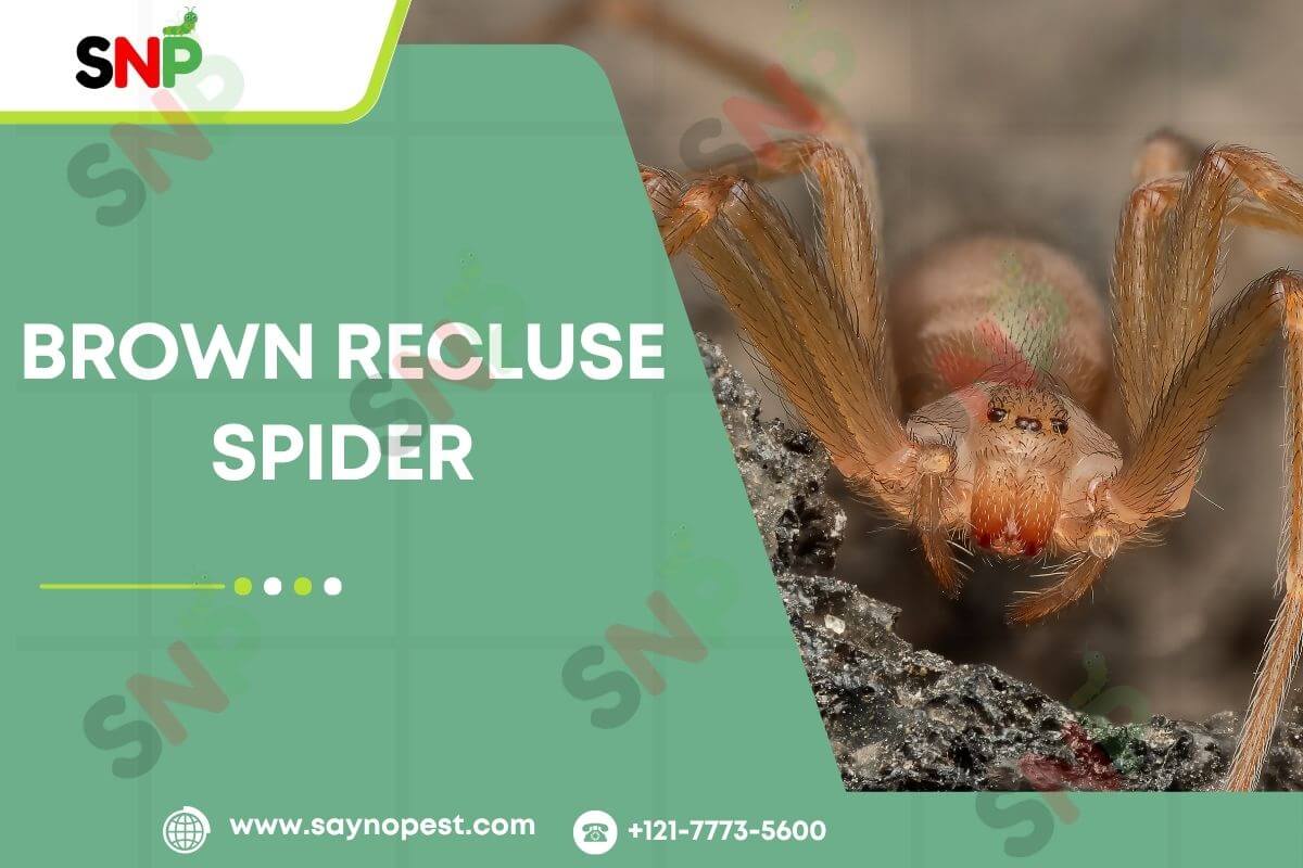 Brown Recluse Spider: What Every American Homeowner Know