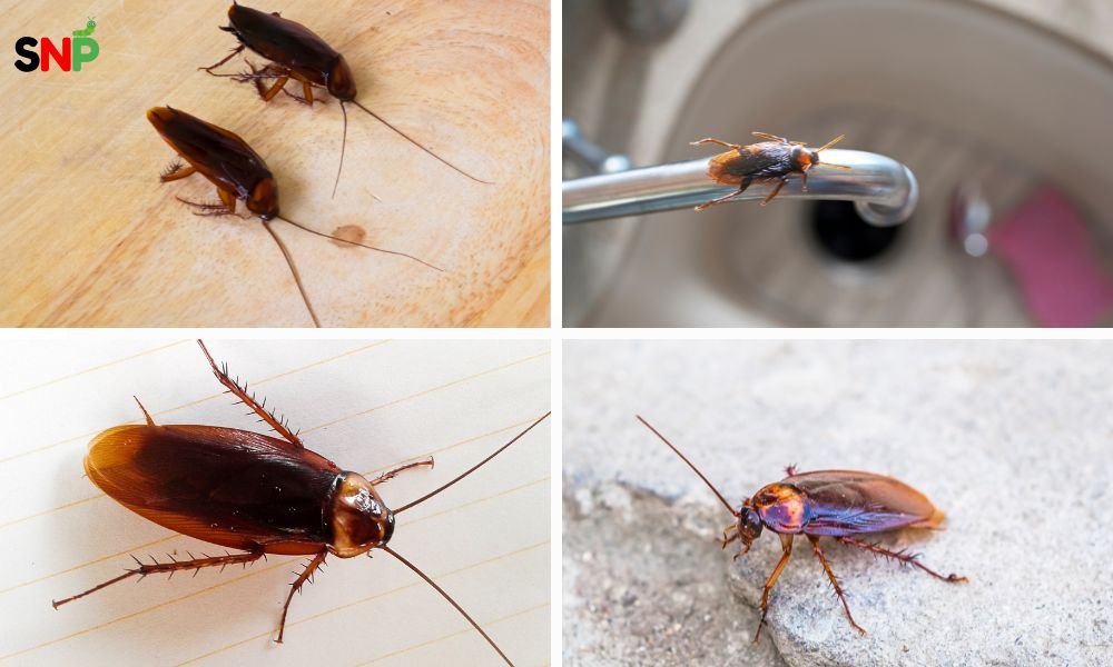 brown-roach