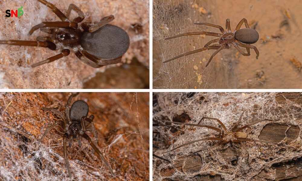 brown-southern-house-spider