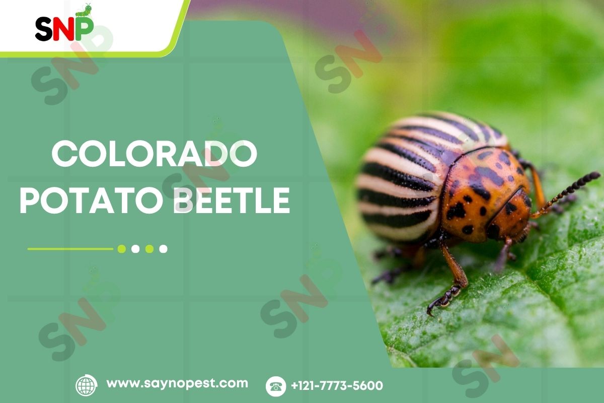 colorado-potato-beetle