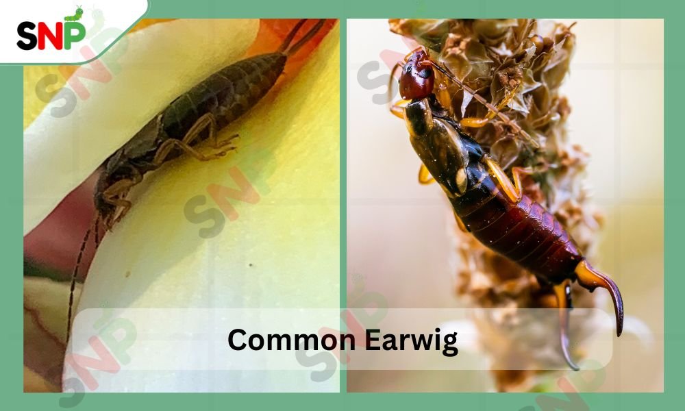 common-earwig