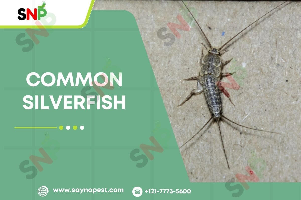 Common Silverfish: Attraction, Diet & Removal