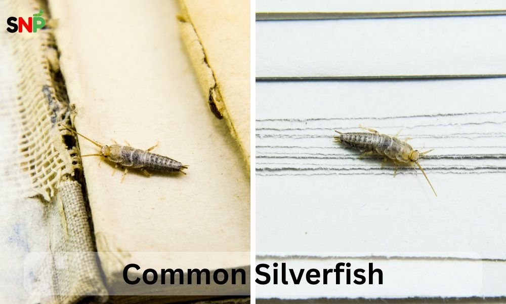 common-silverfish